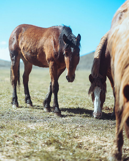 elementalsname-a-colt